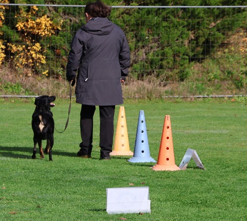 Hundeprüfung Oberösterreich