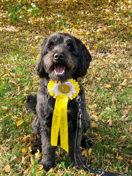 OG Prüfung Hundeschule