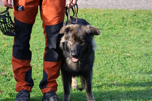 RO Hundeprüfung Oberösterreich