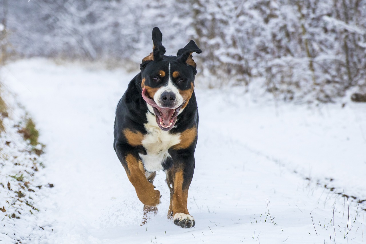 Hundehaltegesetz Oberösterreich ATP Prüfung